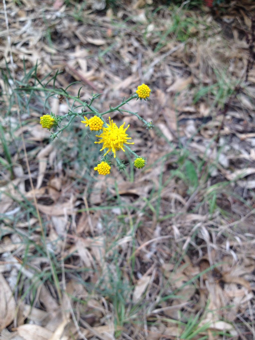 Galatella linosyris (=Aster linosyris) / Astro spillo d''oro